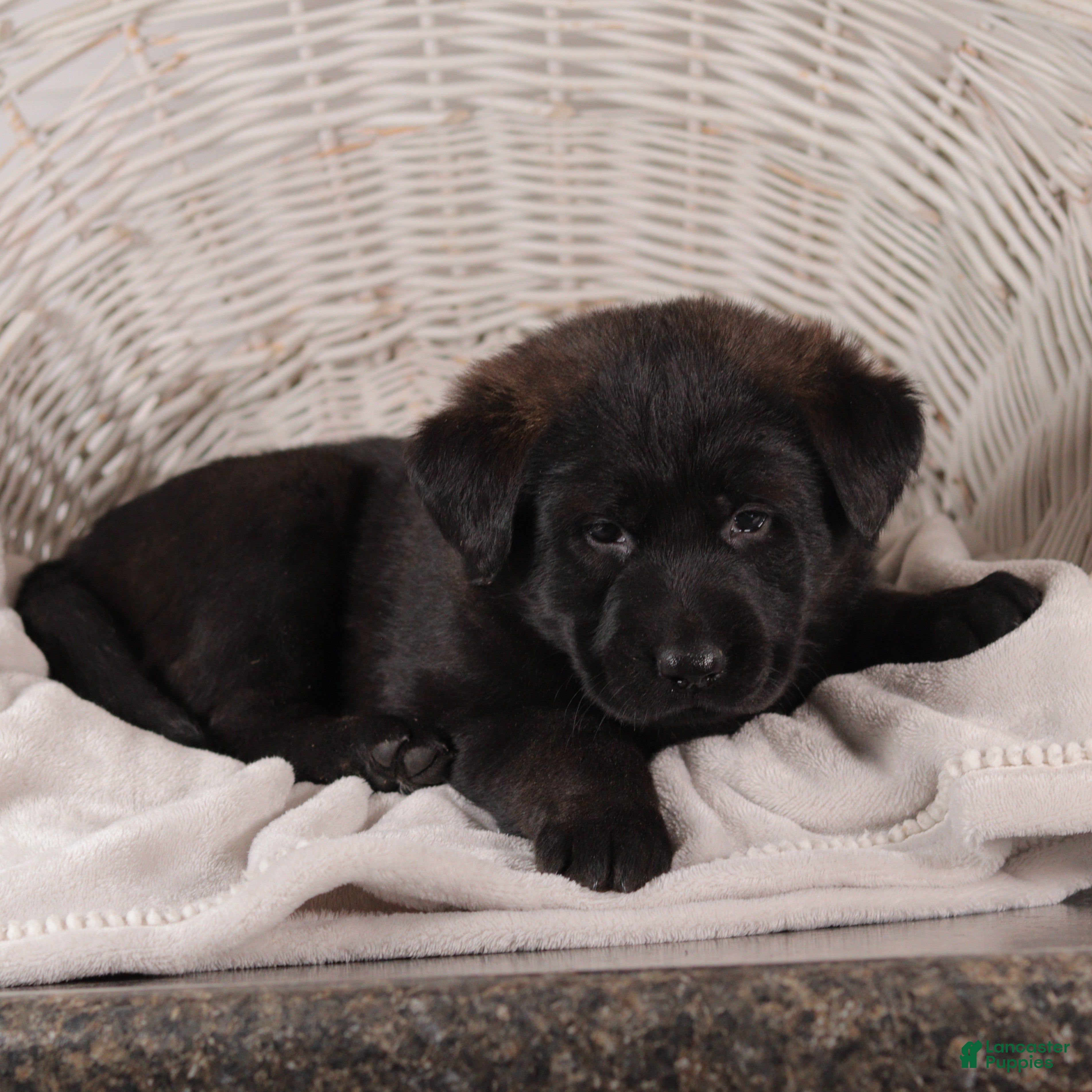 Mixed Breed dogs Petunia - Ad 2