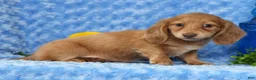 Miniature Dachshund dogs for sale: Wilmer - Ad 8