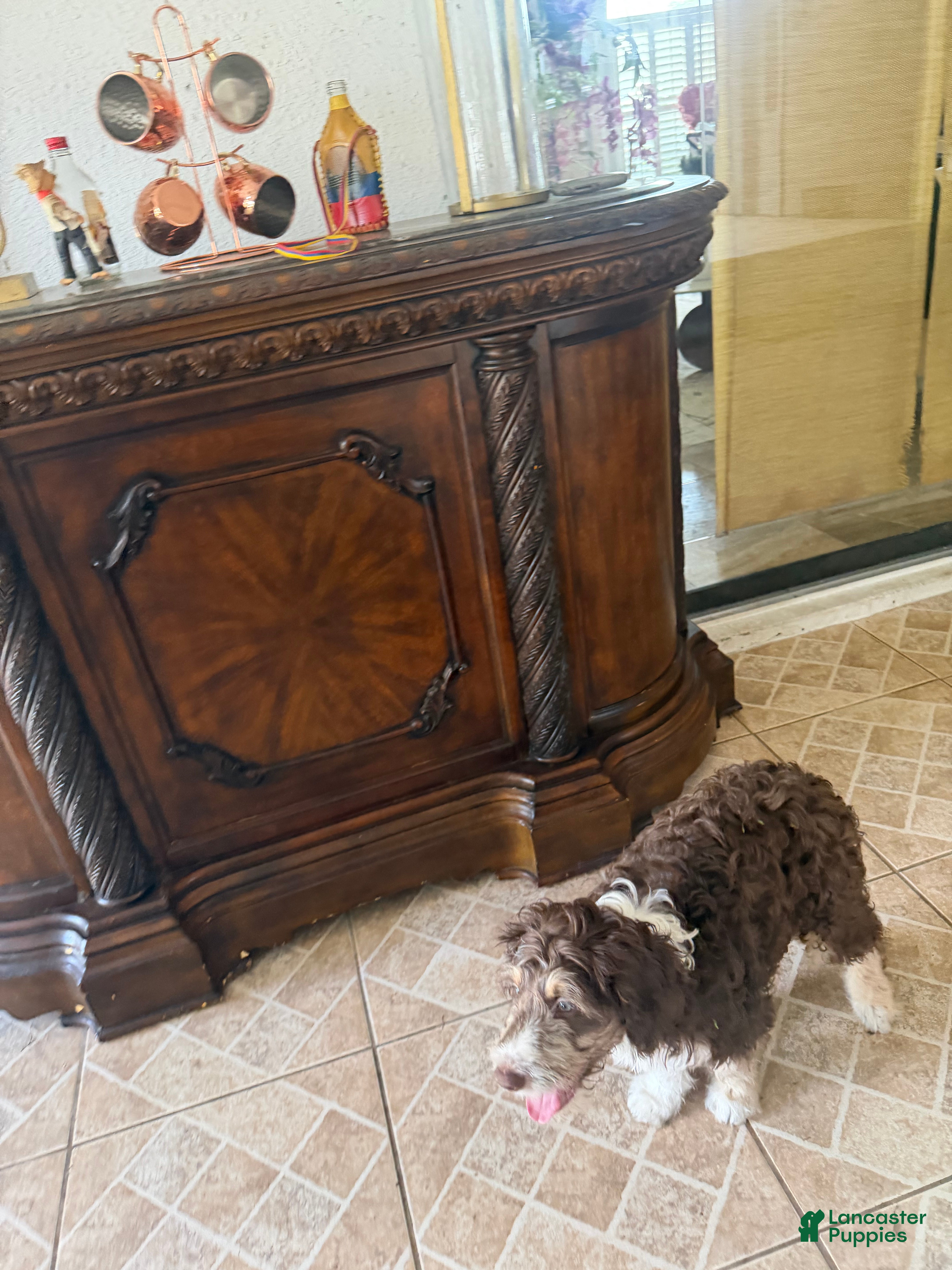 Aussiedoodle dogs for sale: Aussiedoodle 3 - Ad 2