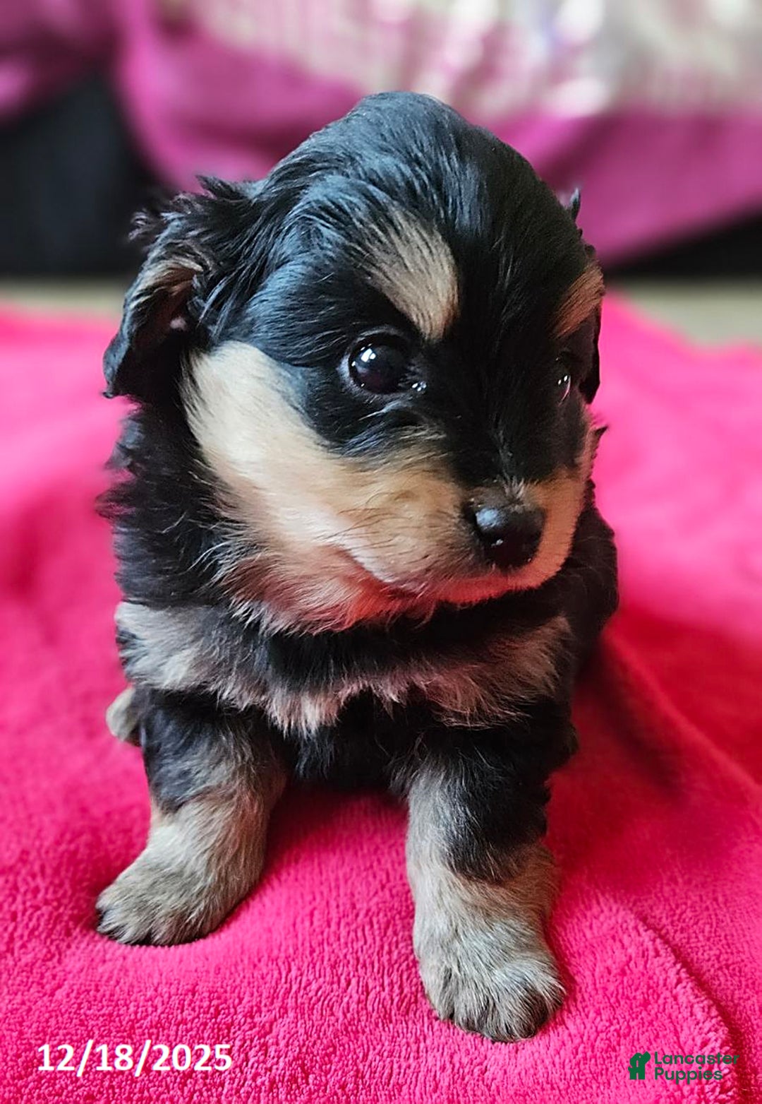 Mixed Breed dogs for sale: Lily EXTRA SMALL - Ad 2