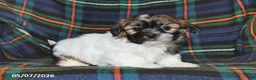 Shih Tzu dogs for sale: Alice - Ad 3