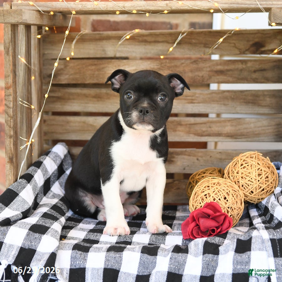 Boston Terrier dogs Zach - Ad 2