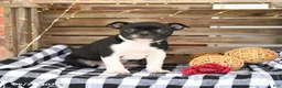 Boston Terrier dogs for sale: Zach - Ad 2