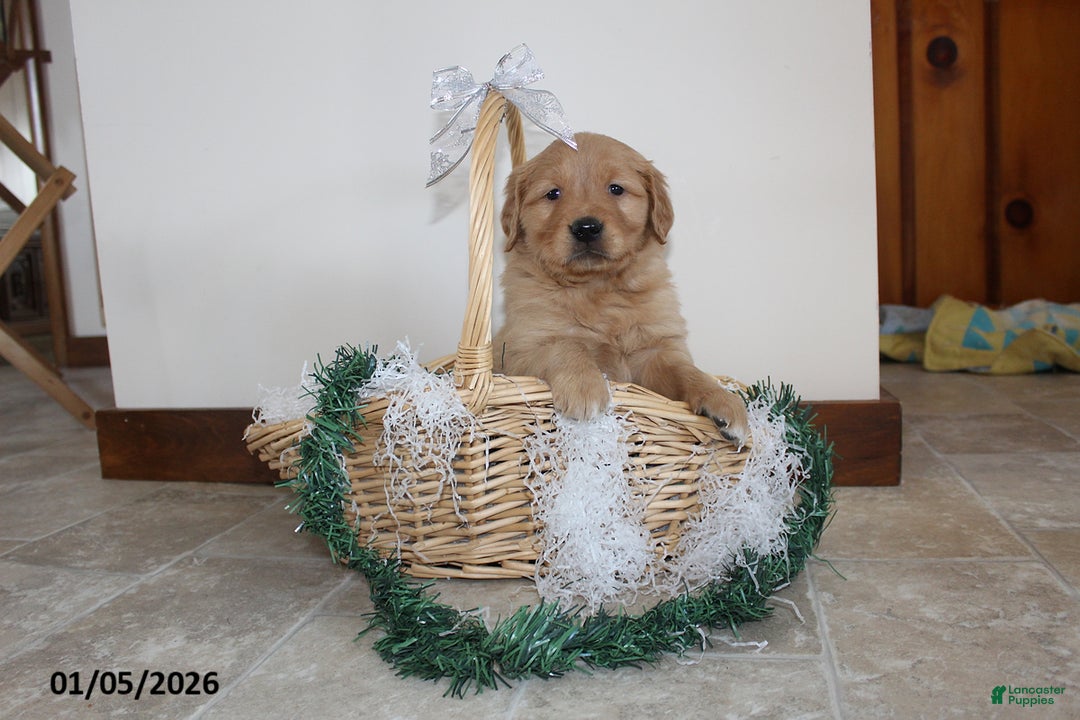 Golden Retriever dogs for sale: Liberty - Ad 5