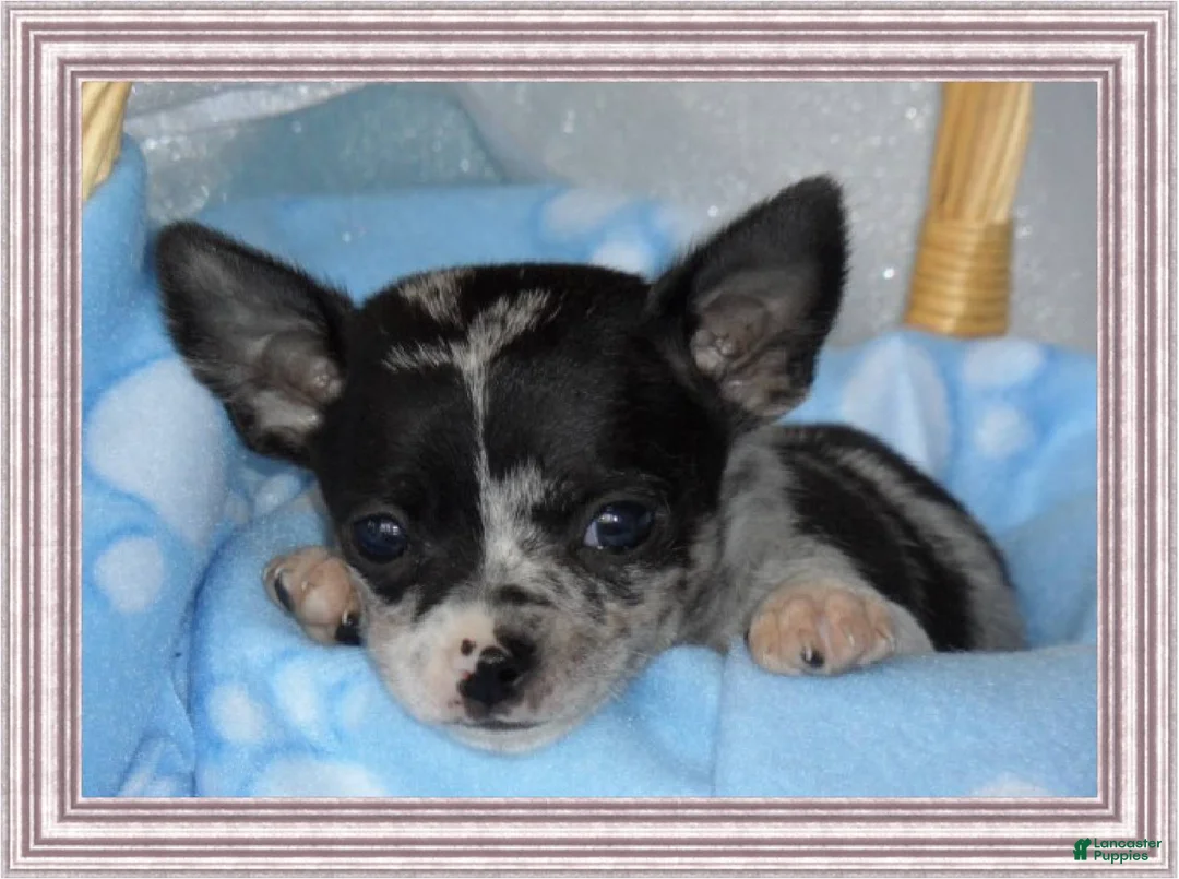 Gallery Image {{count}}