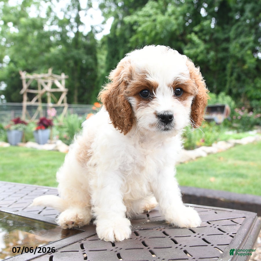 Cavapoo dogs Rex - Ad 2