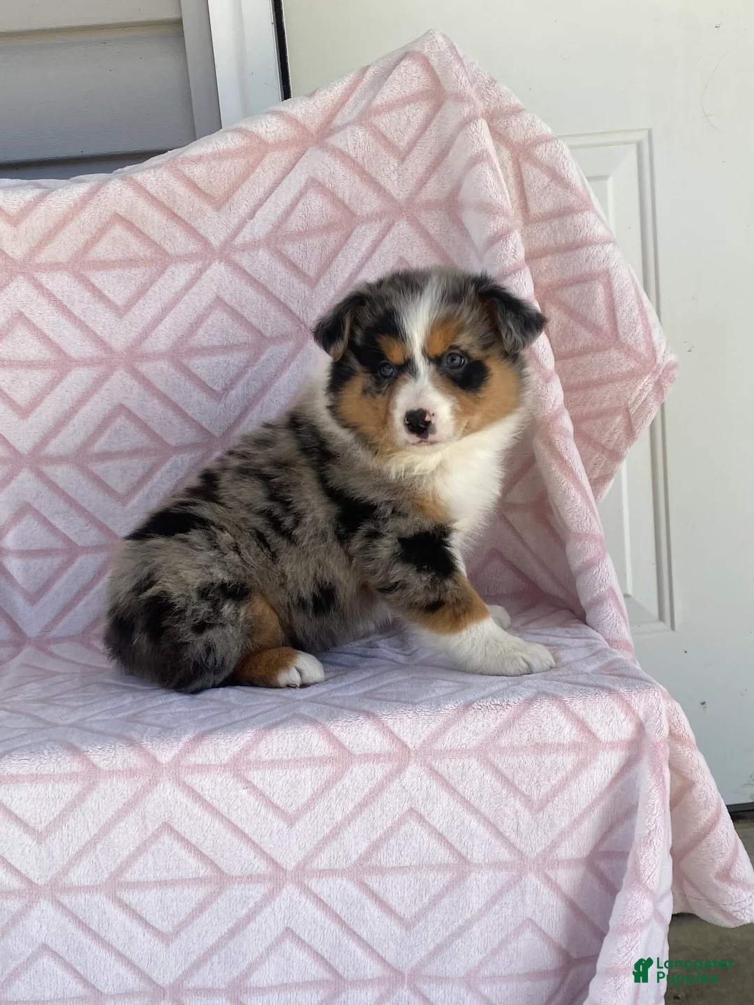 Australian Shepherd dogs for sale: Australian Shepherd Puppy 2 - Ad 4