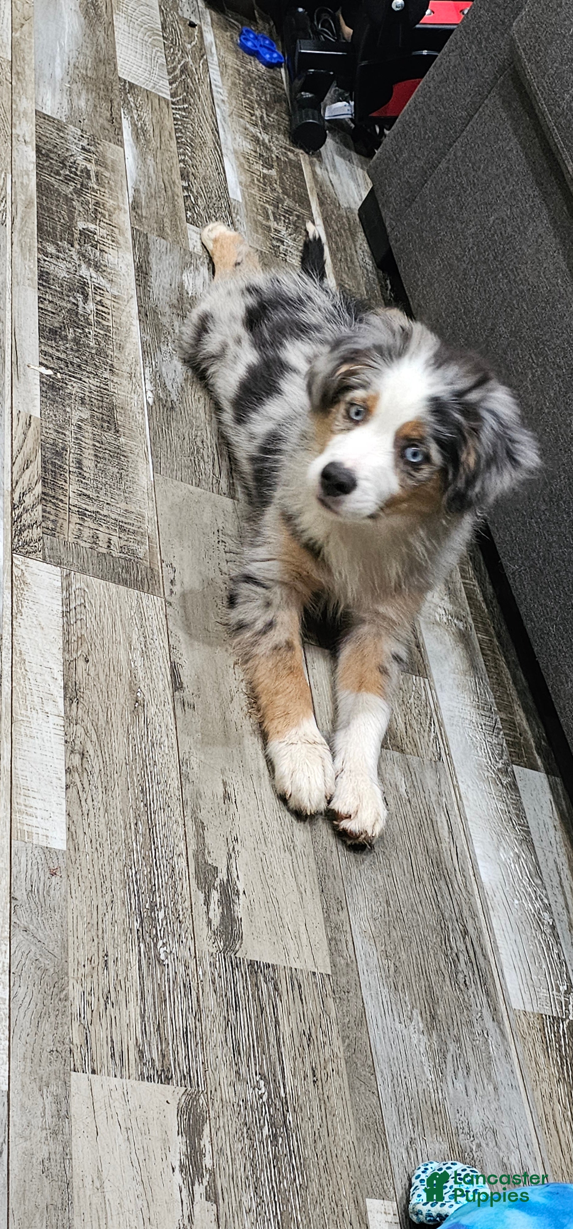 Miniature Australian Shepherd dogs Spot - Ad 2