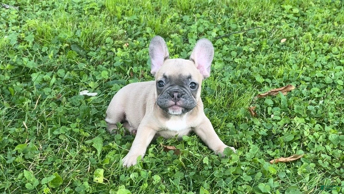 French Bulldog dogs Ruby - Ad 1