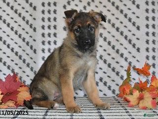 German Shepherd dogs - Ad 28