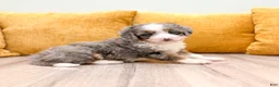 Mini Bernedoodle dogs for sale: Layla - Ad 3