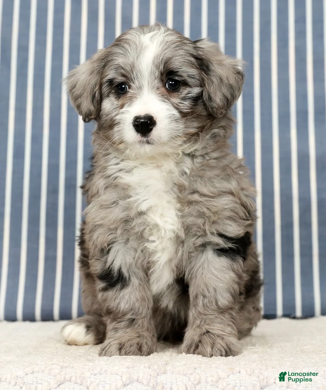 Mini Bernedoodle dogs for sale: Totsi - Ad 2