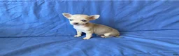 Chihuahua dogs for sale: Fletcher - Ad 8