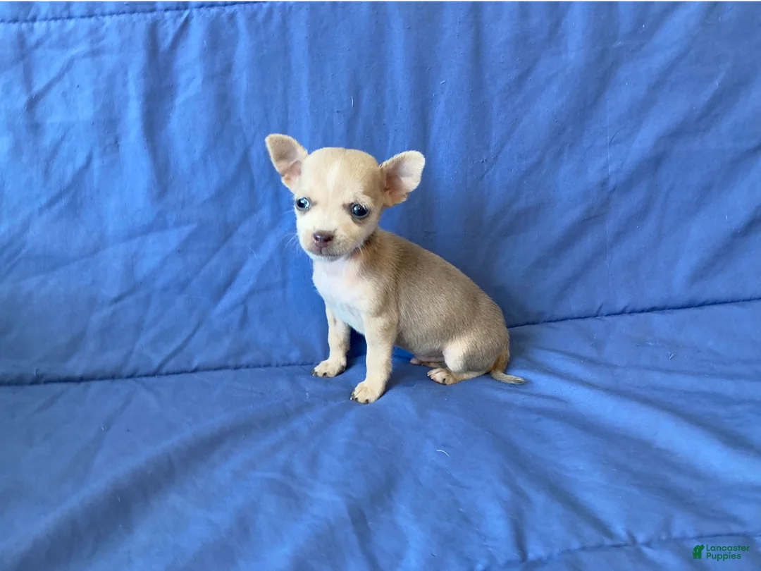 Chihuahua dogs for sale: Fletcher - Ad 8