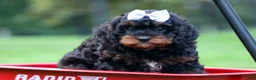 Cavapoo dogs for sale: Wanda 🐶 - Ad 2