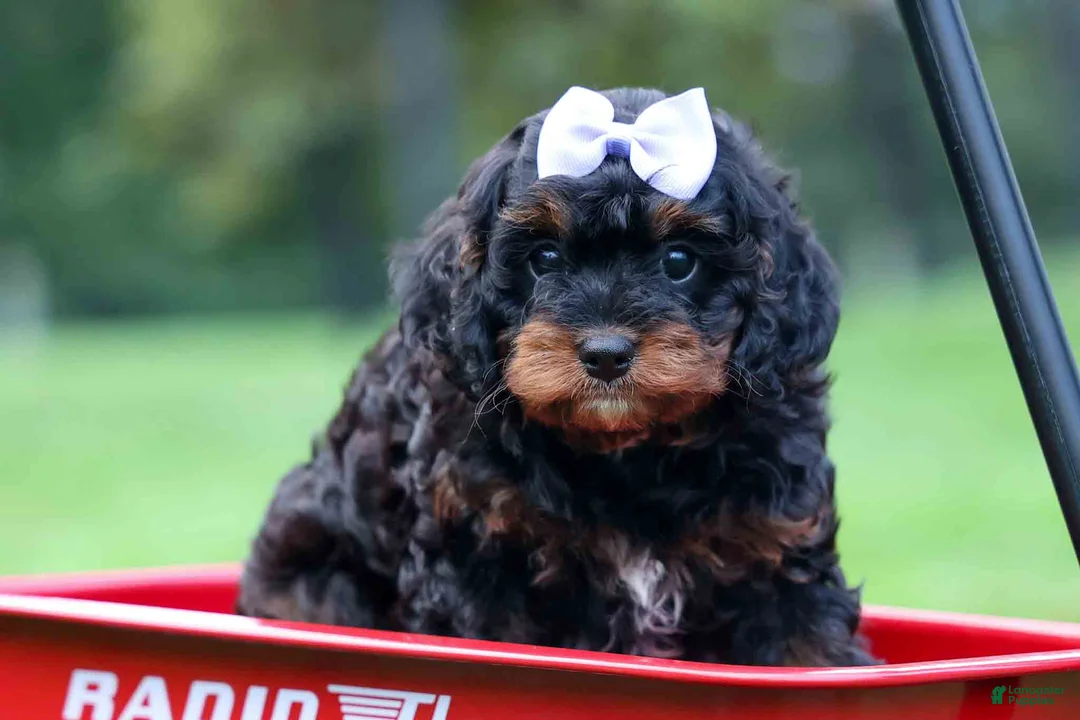Cavapoo dogs for sale: Wanda 🐶 - Ad 2