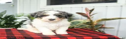 Mini Bernedoodle dogs for sale: Cooper - Ad 5
