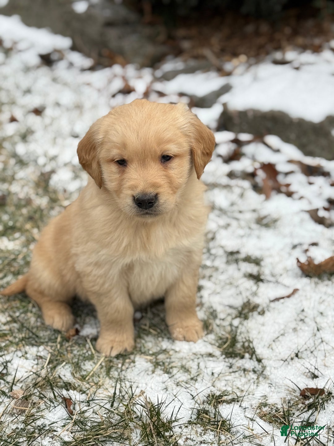 Golden Retriever dogs for sale: Sunny - Ad 9