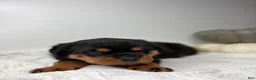 Rottweiler dogs for sale: Rottweiler 3 - Ad 6