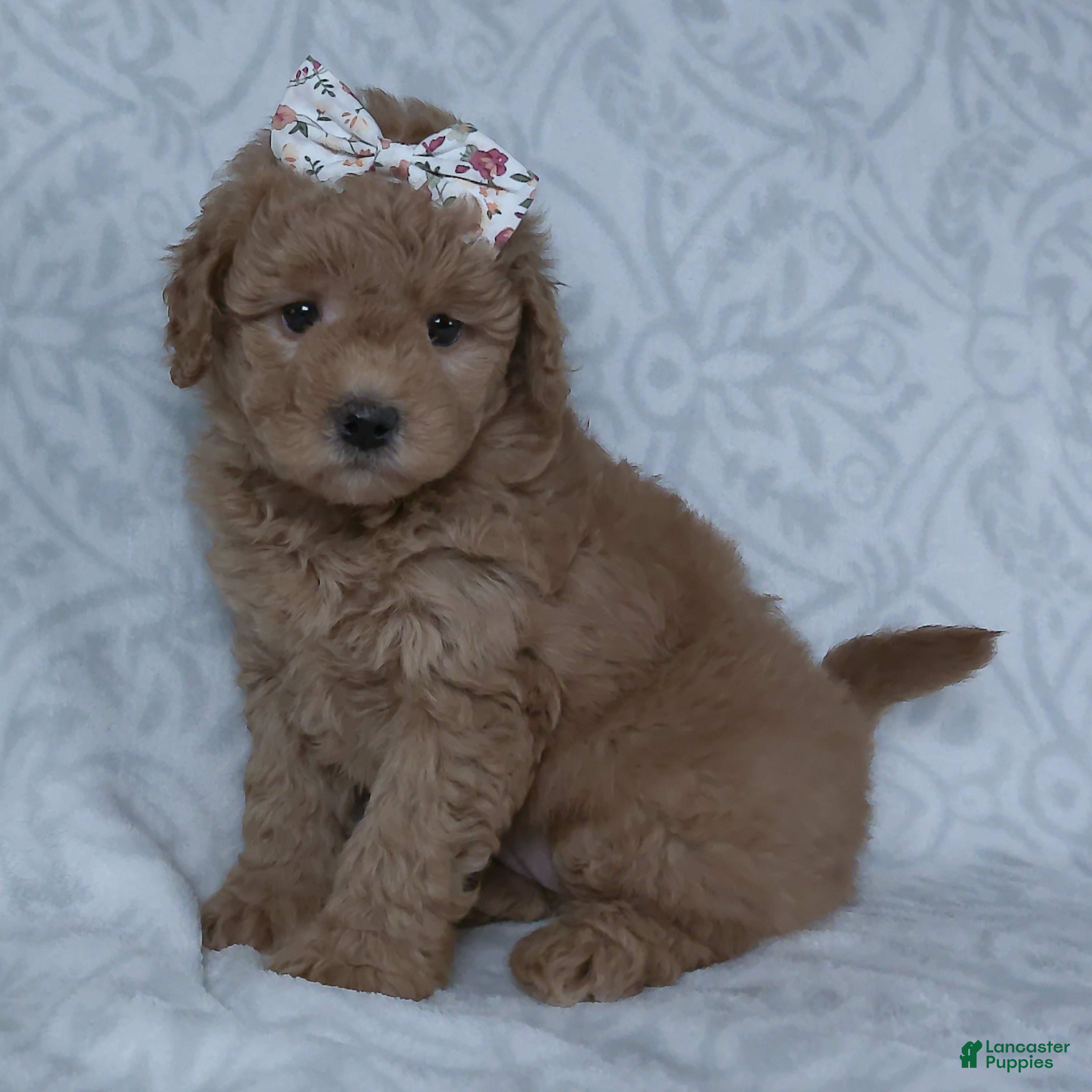 Mini Goldendoodle dogs Kacy - Ad 1