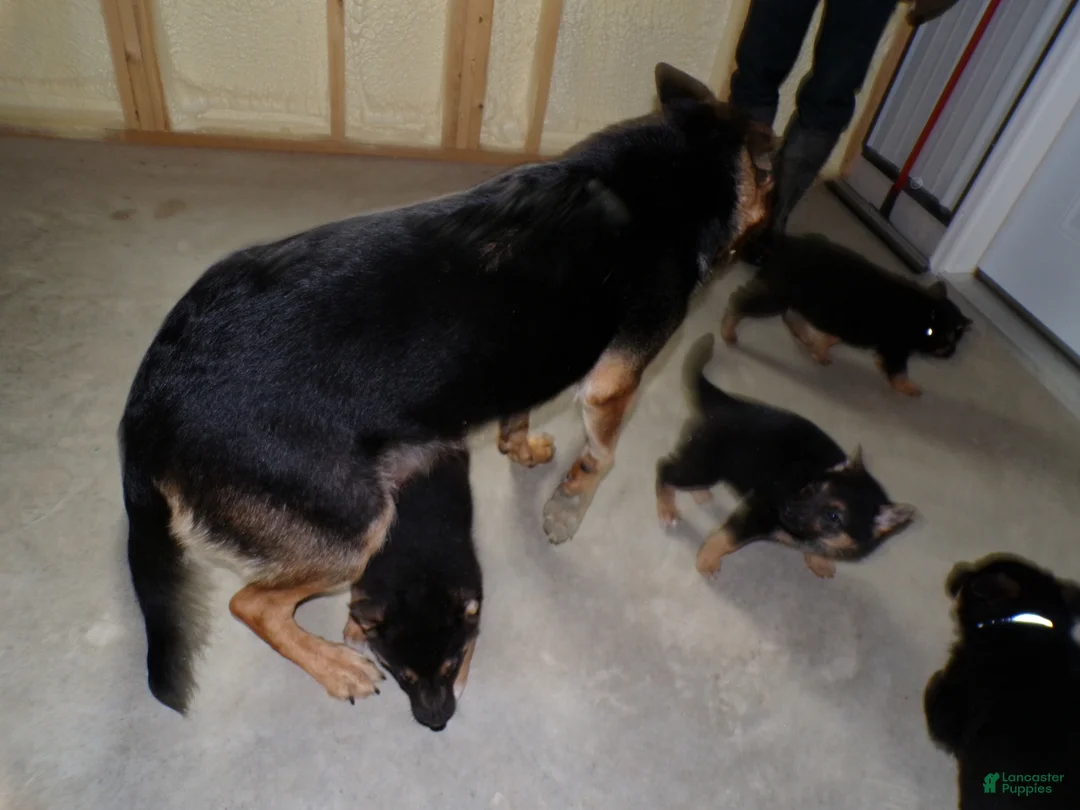 German Shepherd dogs for sale: German Shepherd Puppy 9 Derek - Ad 5