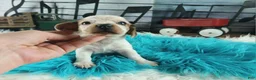 Dachshund dogs for sale: Nationwide delivery. Sugar pies white boy - Ad 1