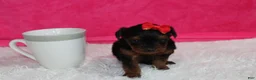 Yorkiepoo dogs for sale: Elsa  - Ad 4