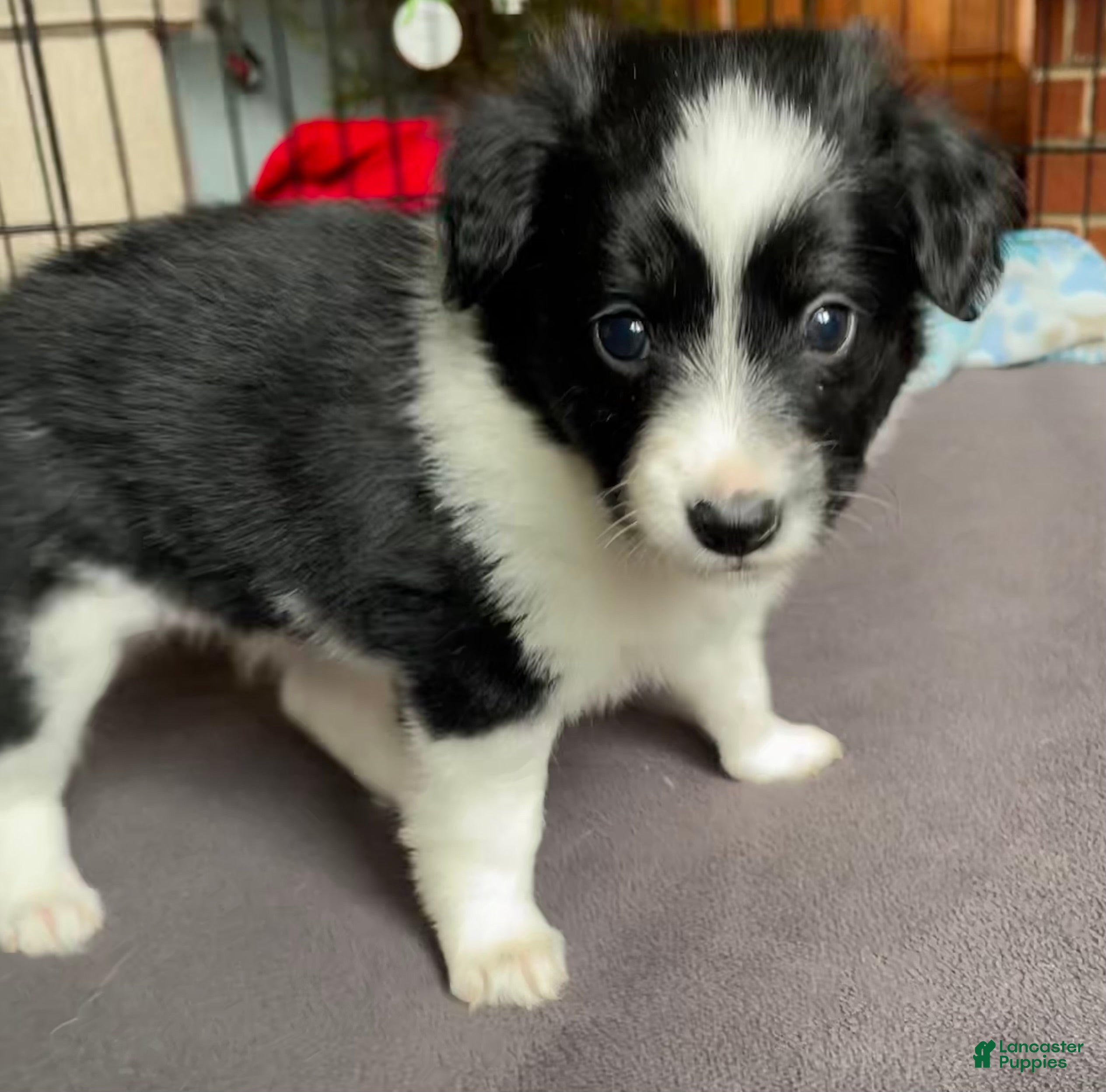 Mixed Breed dogs J - Female - Ad 42