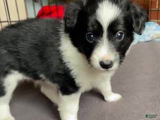 Mixed Breed dogs RESERVED. J - Female - Ad 39