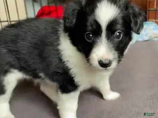 Mixed Breed dogs SOLD. J - Female - Ad 39