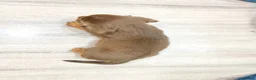 Beaglier dogs for sale: Eagle - Ad 4