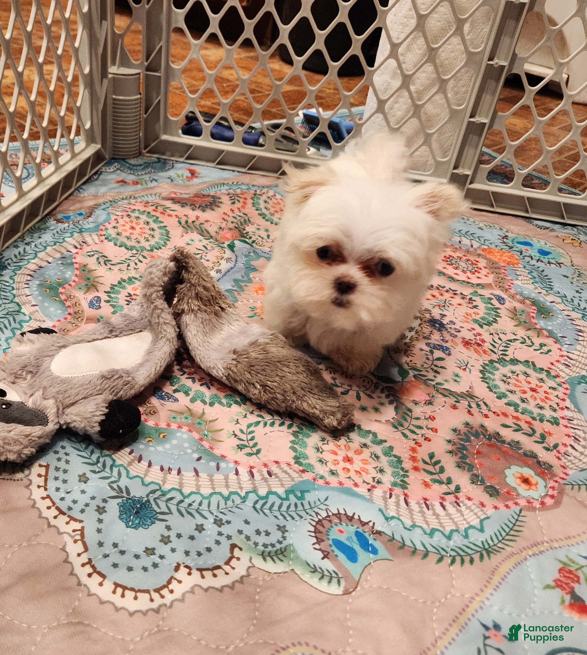 Maltese dogs Titan - Ad 2