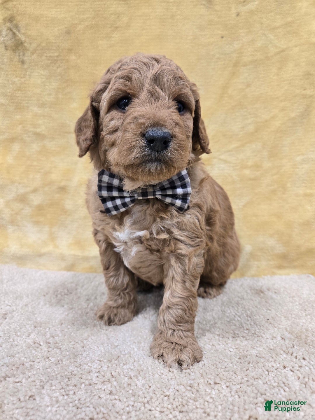 Mini Goldendoodle dogs for sale: Oliver - Ad 1
