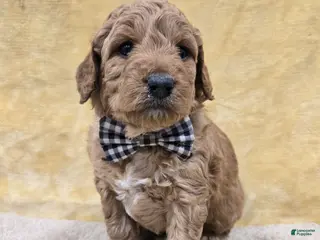 Mini Goldendoodle dogs Oliver - Ad 26