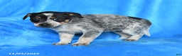 Australian Cattle Dog dogs for sale: Trixie - Ad 2