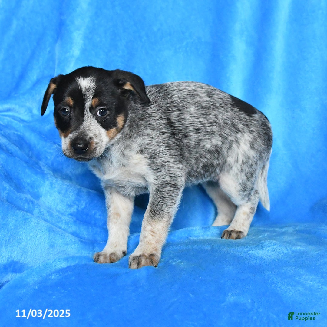Australian Cattle Dog dogs for sale: Trixie - Ad 2