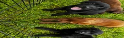 Labrador Retriever dogs for sale: Labrador Retriever 2 - Ad 5