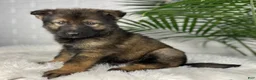 German Shepherd dogs for sale: Smoke  - Ad 3
