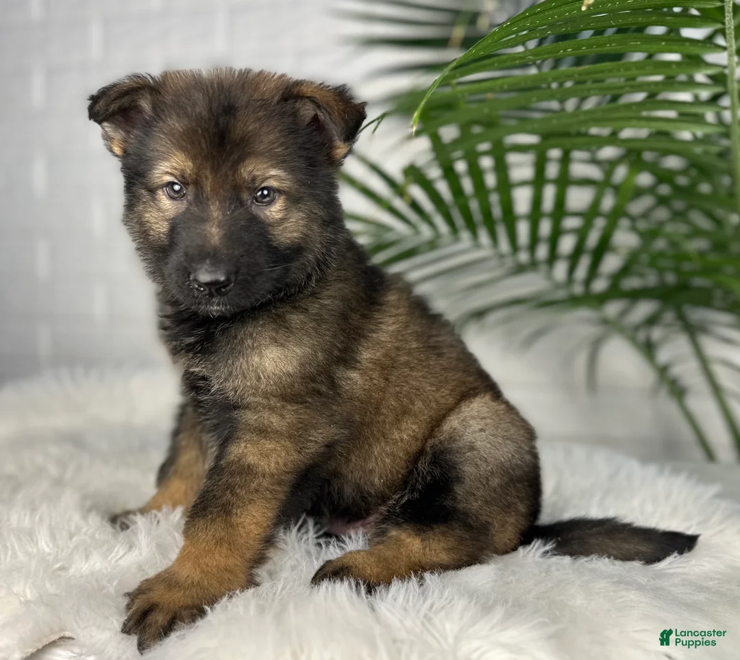 German Shepherd dogs for sale: Smoke  - Ad 3