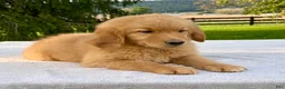 Golden Retriever dogs for sale: Jesse - Ad 3