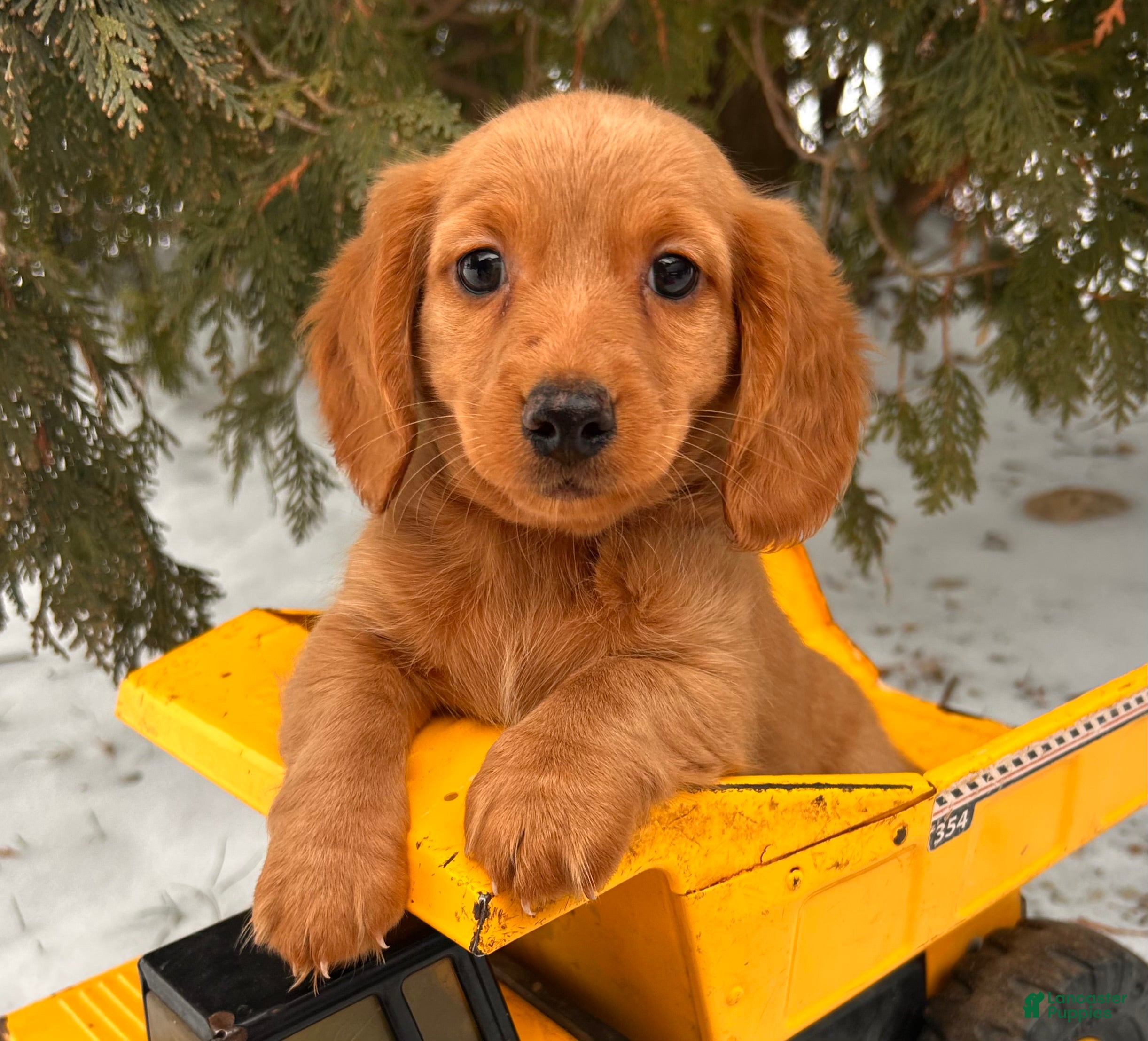 Dachshund dogs Jax - Ad 5