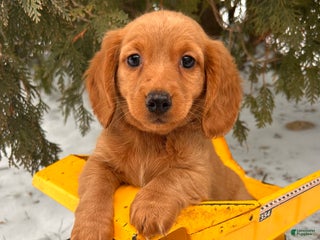 Dachshund dogs Jax - Ad 5