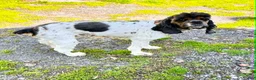 Cockapoo dogs for sale: Buddy - Ad 8