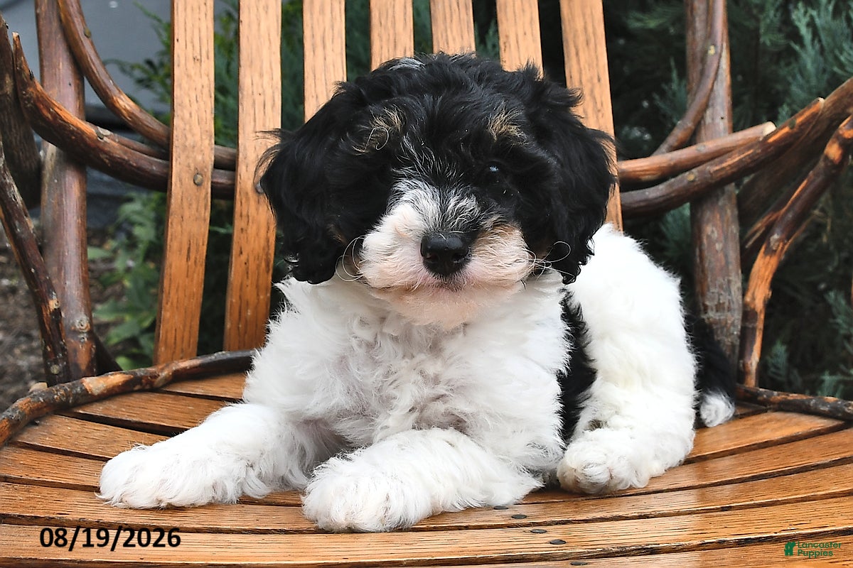 Miniature Poodle dogs for sale: Dumpling - Ad 1