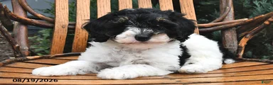 Dumpling