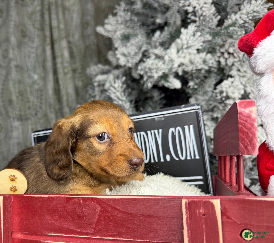 Miniature Dachshund dogs for sale: Green eyes- South african - Ad 17