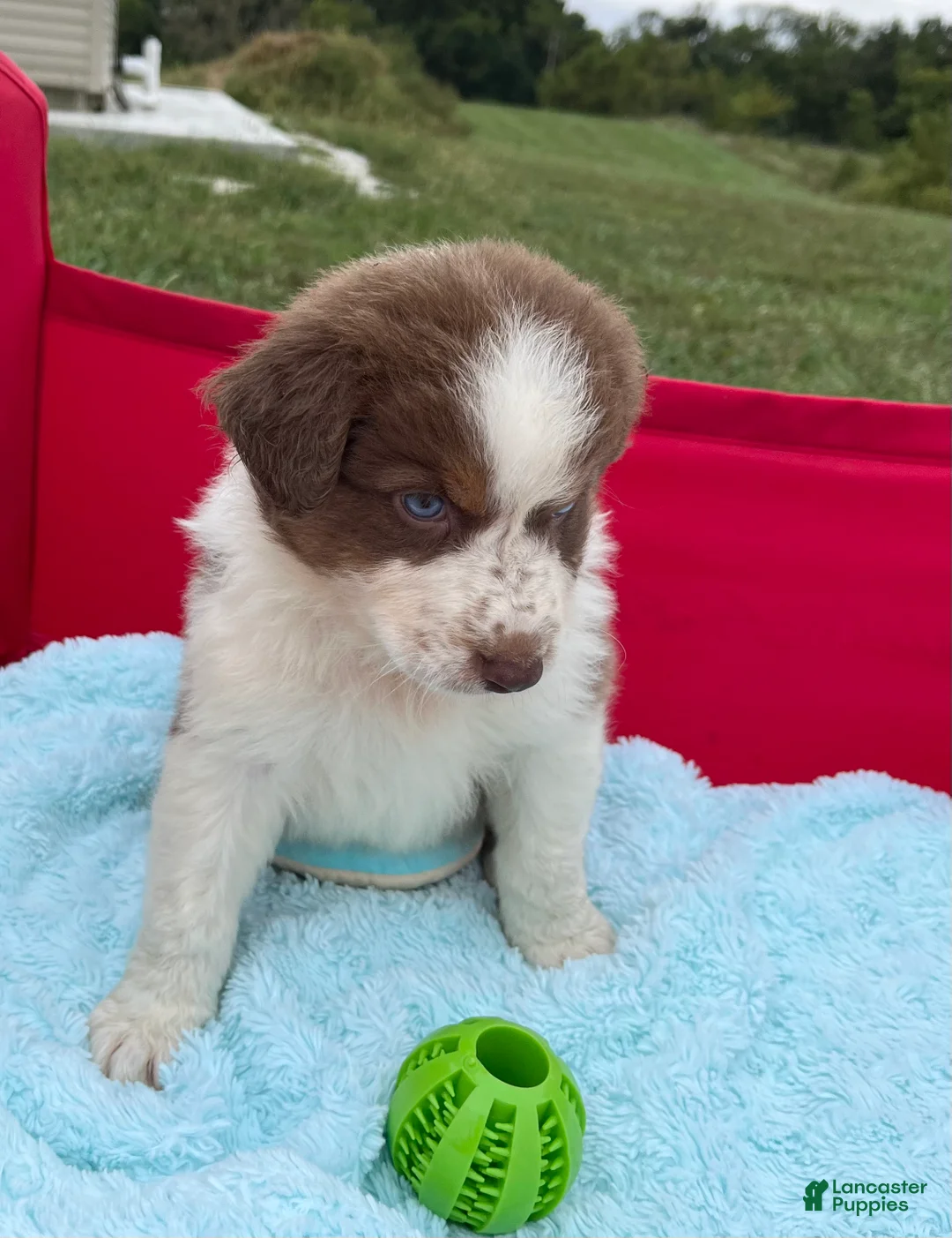 Australian Shepherd dogs for sale: Cutie - Ad 2