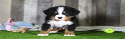 Bernese Mountain Dog dogs for sale: Chance - Ad 7