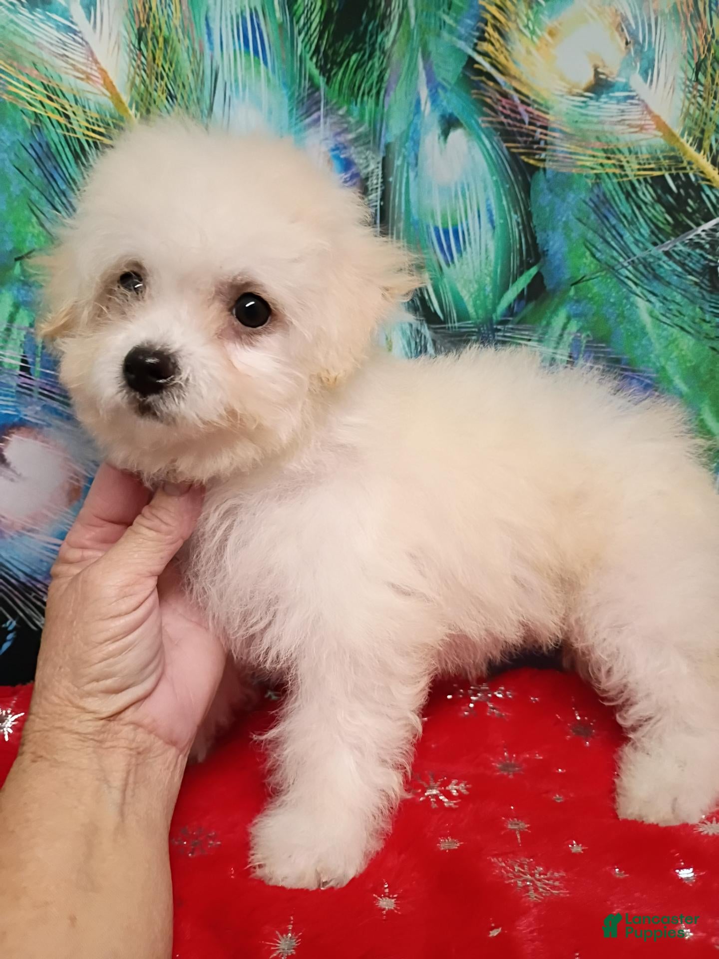 Bichon Frise dogs Snow  - Ad 2
