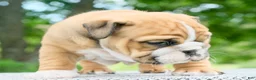 English Bulldog dogs for sale: Mack  - Ad 4